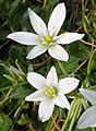 Gewone vogelmelk (Ornithogalum umbellatum)