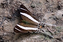 خنجر Orsilochus (Marpesia orsilochus) .JPG