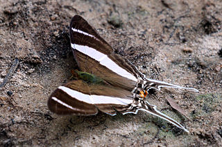 <i>Marpesia orsilochus</i> Species of butterfly