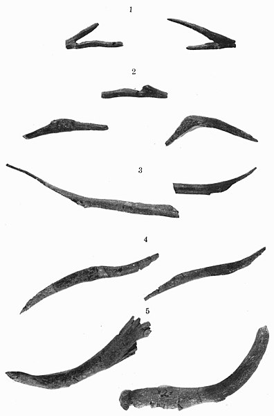 File:Ossified tail tendons of Stegoceras.jpg