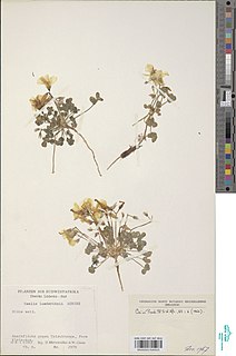 <i>Oxalis luederitzii</i> Species of flowering plant