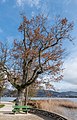 English: Oak, southwestern view Deutsch: Eiche, SW-Ansicht