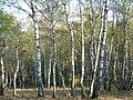 Pădurea de Argint Dobreni-detaliu