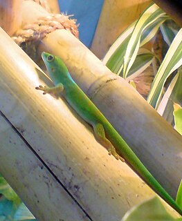 Pasteurs day gecko Subspecies of lizard