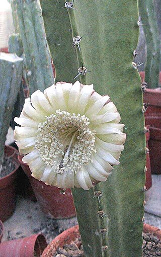 <i>Pterocereus</i> Genus of cacti