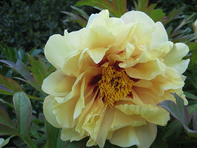 File:Paeonia 'Harvest'.jpg