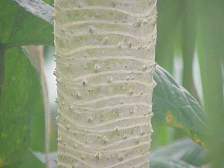 File:Pandanus sp.0.jpg