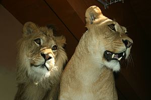 Panthera Leo Leo: Descripción, Declive y extinción, Proyecto de reintroducción
