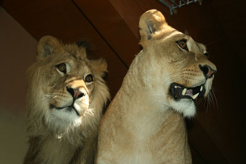 File:Panthera leo leo - Lev berbersky Zoo Hodonin.jpg
