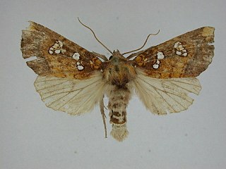 <i>Papaipema rutila</i> Species of moth