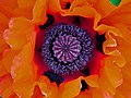* Nomination Interior of a Turkish poppy blossom --Ermell 07:14, 27 July 2019 (UTC) * Promotion  Support Good quality. --Poco a poco 07:37, 27 July 2019 (UTC)  Support A perfectly rendered focus stack displaying a high level of detail combined with fabulous colours! -- Franz van Duns 21:06, 28 July 2019 (UTC)
