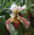 Paphiopedilum gratrixianum