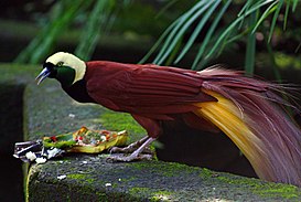 Paradisaea apoda -Bali Bird Park-6.jpg