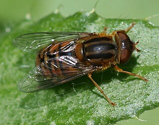 <i>Parhelophilus versicolor</i> Species of fly