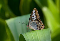 Parthenos sylvia-01 (xndr) .jpg