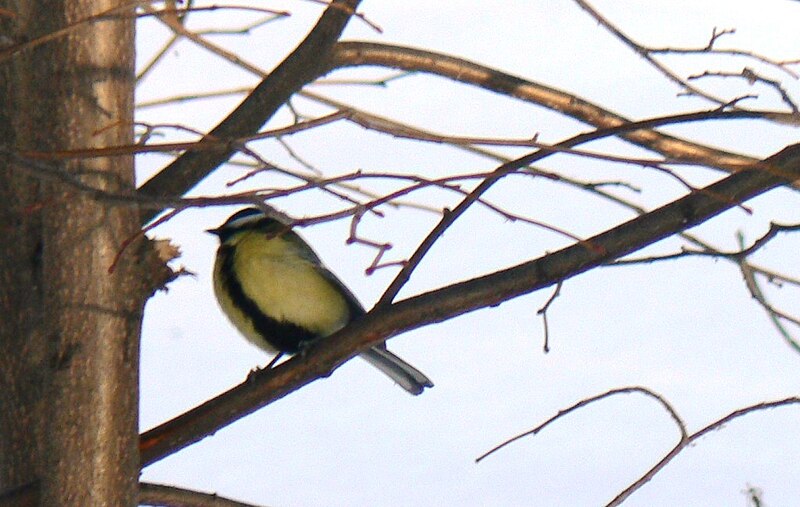 File:Parus major 107348359.jpg