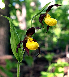 <i>Cypripedium parviflorum</i> Species of orchid