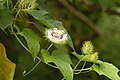 Passiflora ciliata