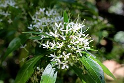 Pavetta australiensis raintrees.jpg