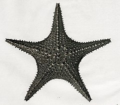 File:Pentaceraster mammillatus (Audouin, 1826) holotype drawing.jpg (Category:Pentaceraster mammillatus)