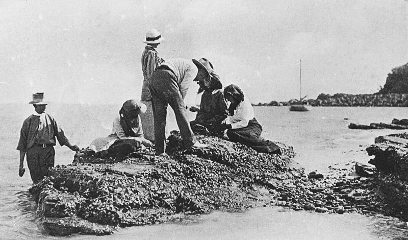 File:People searching for oysters on the rocks at Yeppoon.jpg