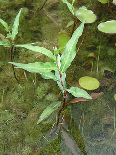 <i>Persicaria hydropiper</i> Species of plant