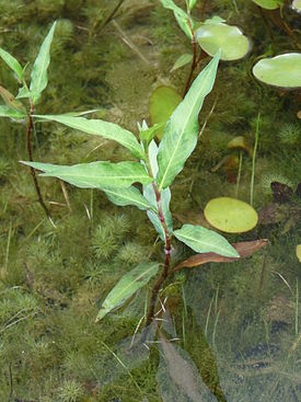 Persicaria hydropiper leaves.JPG