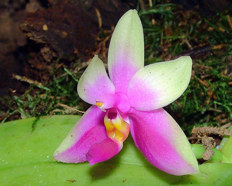 File:Phalaenopsis bellina Orchi 03.jpg