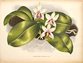 Phalaenopsis violacea plate 303 in: Jean Jules Linden L. Linden & E. Rodigas: Lindenia (1885-1906)