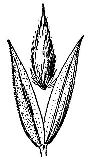 <i>Phalaris lemmonii</i> species of plant