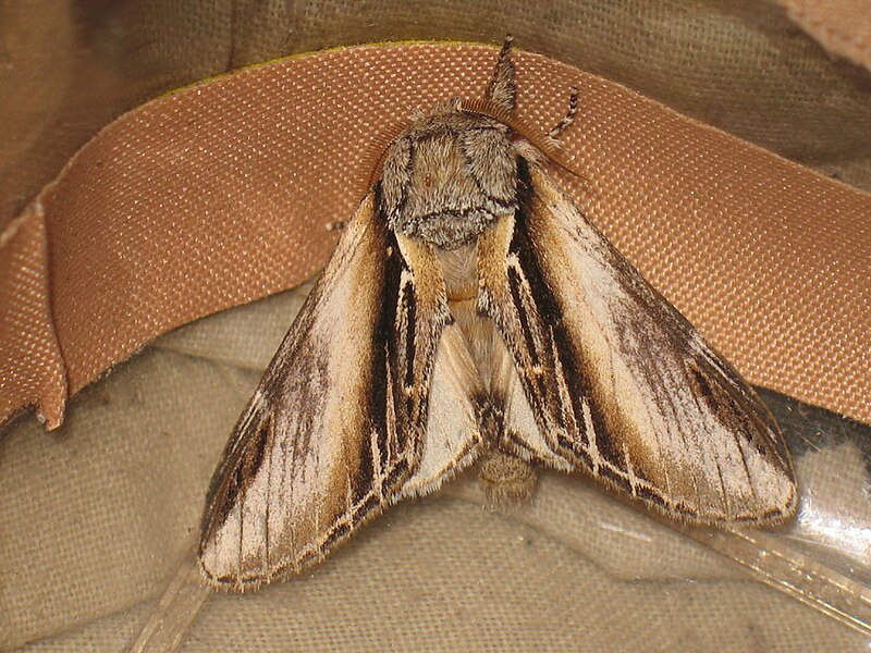 File:Pheosia tremula - Swallow prominent - Хохлатка осиновая (26267296307).jpg