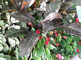 A termesztett Philodendron 'Rojo Congo' az angliai Kew Gardens-ban