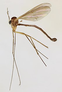 <i>Phthinia</i> Genus of flies
