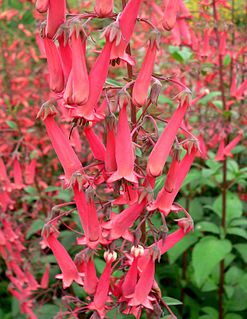 <i>Phygelius capensis</i> Species of plant