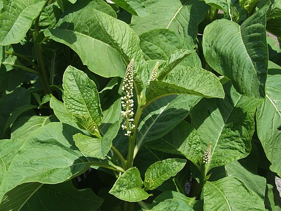 Растение 7 букв. Фитолакс цветок. Фитолакс растение фото. American pokeweed. Phytolacca Americana Seeds.