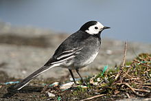 Tõmmu-linavästrik Motacilla alba yarrellii