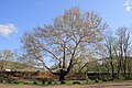 The Pinchot Sycamore