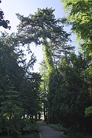 Pinus nigra Sosny czarne Ogr Botaniczny Wrocław.jpg