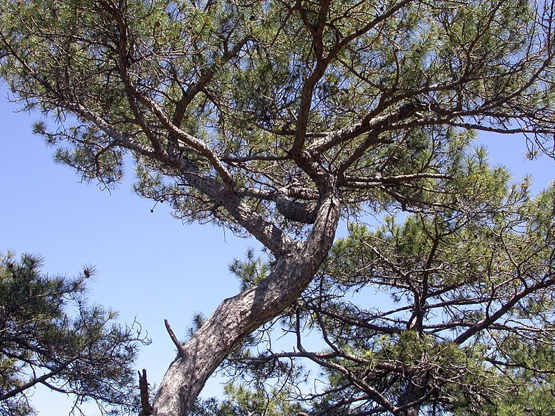 File:Pinus nigra salzmannii fg03.jpg