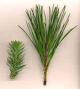 Pinus pinea foliage.jpg