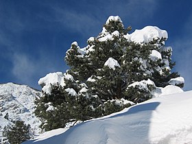 Snow-covered tree, below Wheeler Crest