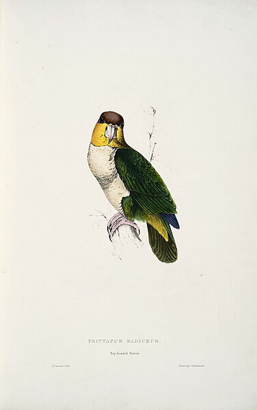 File:Pionites leucogaster -Psittacus badiceps Bay-headed parrot -by Edward Lear 1812-1888.jpg