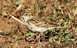 <span class="mw-page-title-main">Bushveld pipit</span> Species of bird