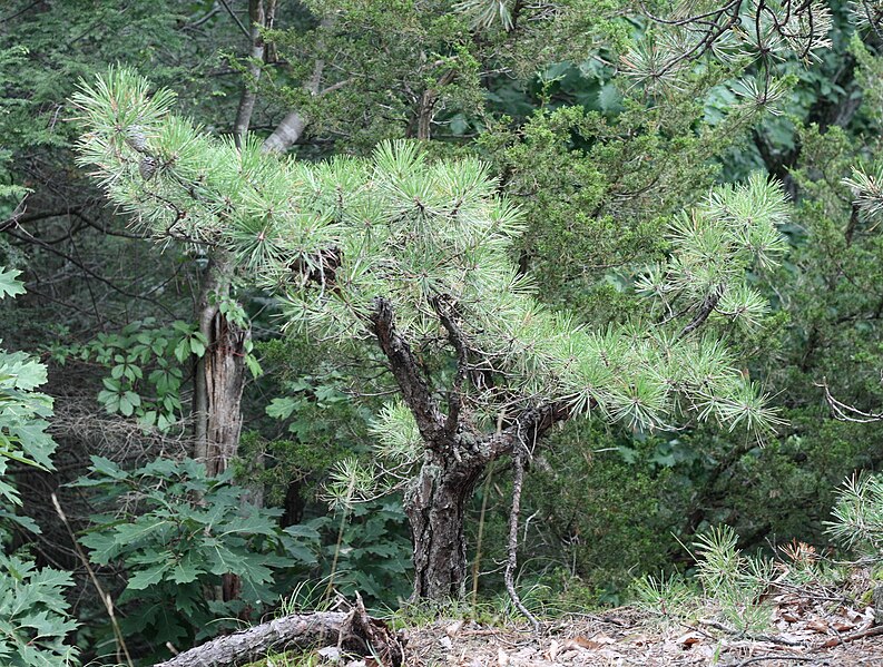 File:Pitch Pine at Pinnacle Rock 8.jpg