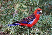 Um papagaio vermelho com um queixo violeta com manchas brancas, asas azul marinho com penas com pontas vermelhas, asas com pontas azuis e uma cauda azul