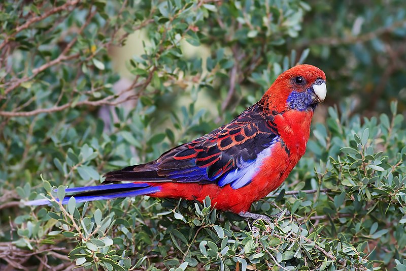 File:Platycercus elegans Wilsons Prom.jpg