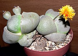 Pleiospilos nelii form.jpg