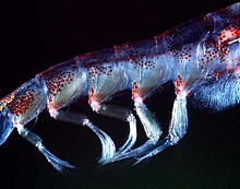 Beating pleopods of a swimming Antarctic krill Pleopods euphausia superba.jpg