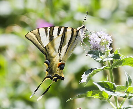 Scarce Swallowtail (Iphiclides podalirius), Ágreda