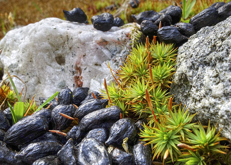 File:Pogonatum urnigerum amongst rabbit droppings.jpg